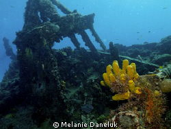 Good growth on this wreck by Melanie Daneluk 